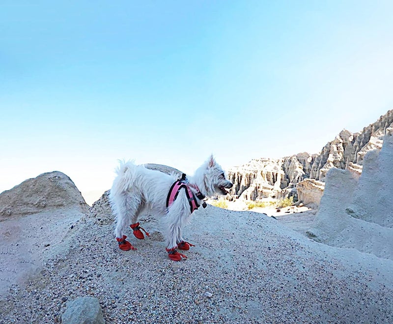 YAODHAOD Dog Shoes for Small Dogs, Puppy Dog Boots & Paw Protector for Winter Snowy Days, Anti-Slip Sole Dog Booties for Indoor Hardwood Floor 4PCS (Red,Size: 2) - Image 3